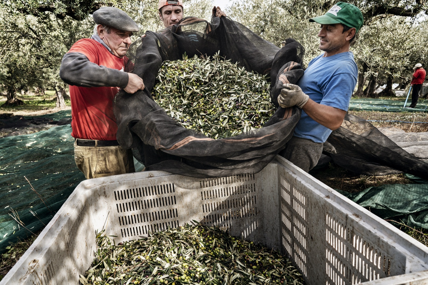 Una volta che il prodotto arriva al frantoio vengono separate le olive dalle foglie ed in seguito vengono lavate per eliminare fango, polvere, terra. Once the product arrives at the mill, the olives are separated from the leaves and then washed to remove mud, dust and earth.