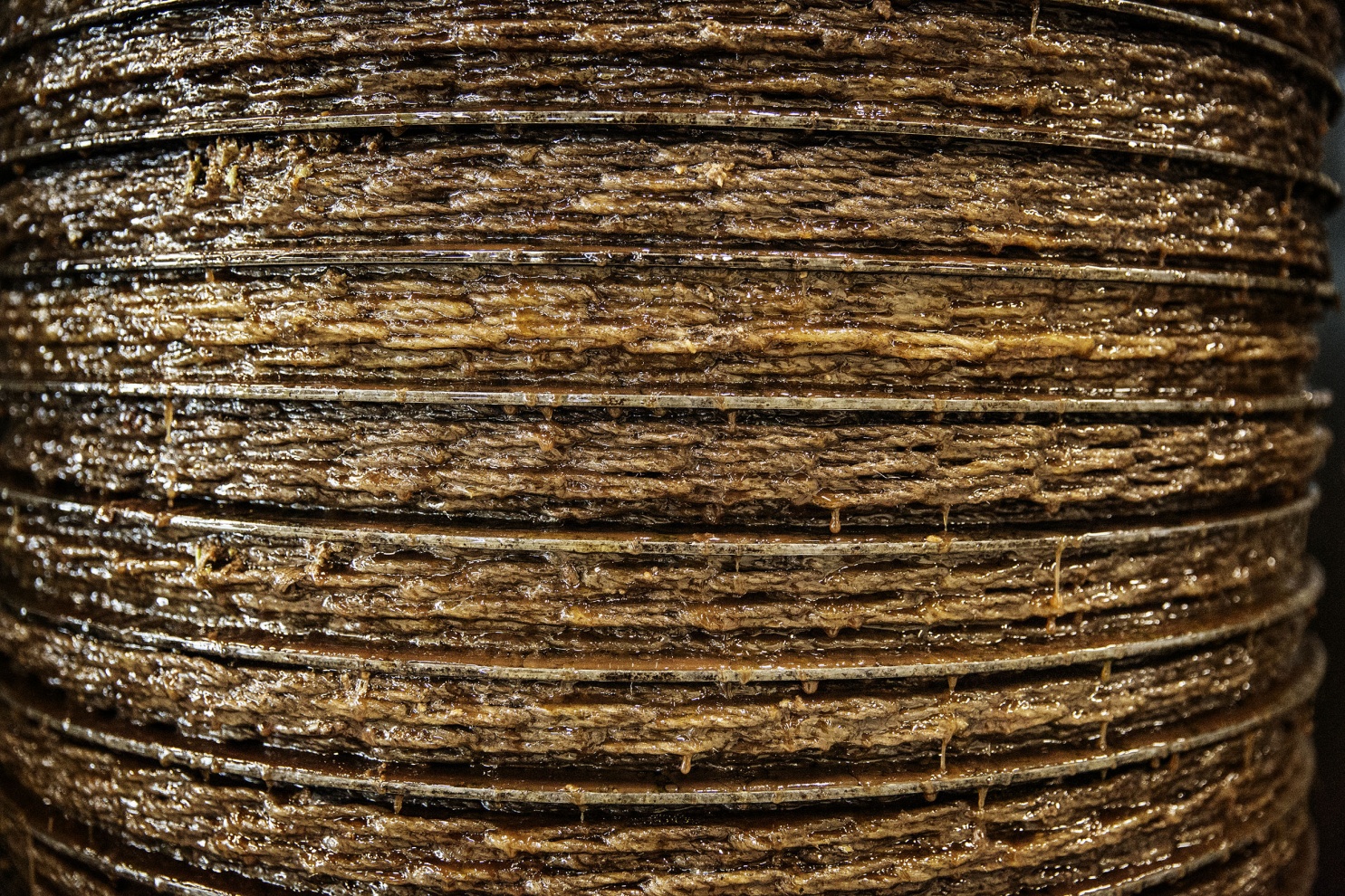Olio Oil