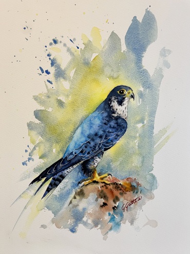 Peregrine Falcon - Falco pellegrino - watercolour on paper - 41x31 cm 