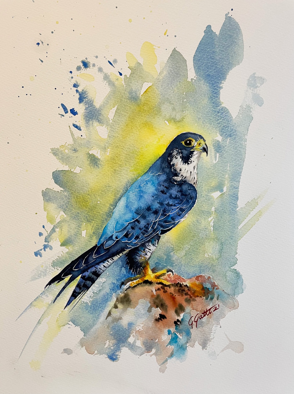 Peregrine Falcon - Flaco pellegrino  - watercolour on paper
41x31 cm